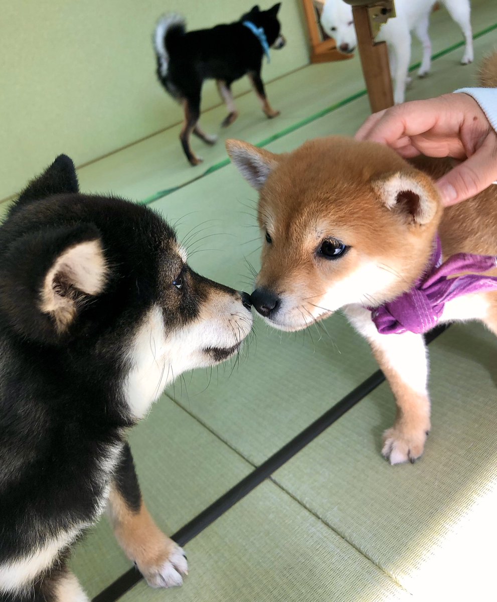 小豆柴の郷