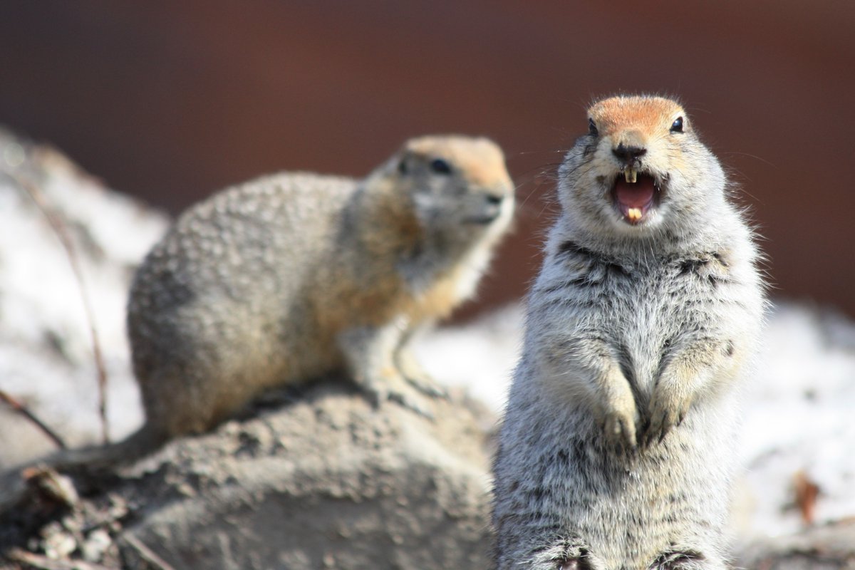2 squirrels face the camera, one appears to be laughing