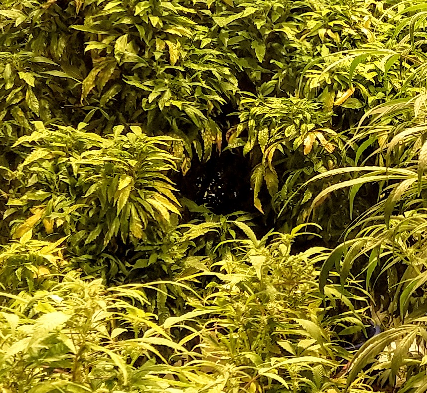 kokki_saatana's tweet image. Can you see The Light?
#absolutedarkness
#Davos2020 
#WEF2020