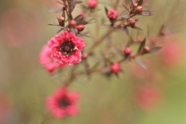 アルビオン Albion 公式 おはようございます 今日の誕生花は ギョリュウバイ 花言葉は 華やいだ生活 です オーストラリア南東部とニュージーランドが原産 荒野を開拓する移民の厳しい生活に潤いを与えてきたことが由来に 可愛らしい