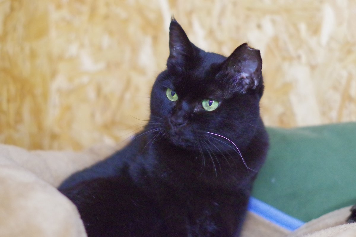 Uzivatel Fj となねこ Na Twitteru トライアル中の マーマちゃん ミャーーーオ さんにいるときは抜群の包容力で猫仲間のみならず人間をも癒してくれました 一緒に暮らせる里親さんが羨ましいです トライアルが上手くいき正式譲渡になりますように Meooow Uzivatel Fj となねこ Na Twitteru トライアル中の マーマちゃん ミャーーーオ さんにいるときは抜群の包容力で猫仲間のみならず人間をも癒してくれました 一緒に暮らせる里親さんが羨ましいです トライアルが上手くいき正式譲渡になりますように Meooow