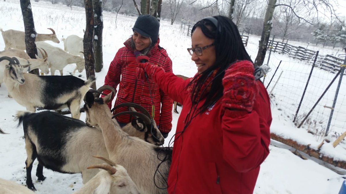 cbcdaybreak's tweet photo. Attention cheese-lovers!

#Cheesebreak, our new cheese column, debuts tomorrow!

@ShariOkeke and @finnertymike went to meet goats &amp; try some goat cheese at Fromagerie Cornes et Sabots in Notre-Dame-de-Stanbridge.

Catch the column at 7:10 on 88.5FM &amp; on our site after the show! https://t.co/gmPKFLNRkR