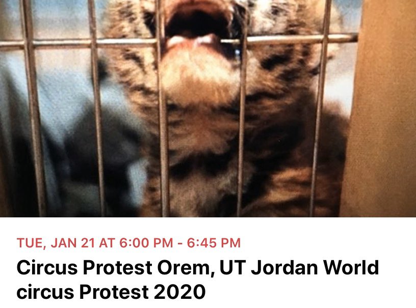 CircusProtest's tweet image. TONIGHT! Protest #circus cruelty in #Orem #Utah #vegan #animalrights facebook.com/events/s/circu…