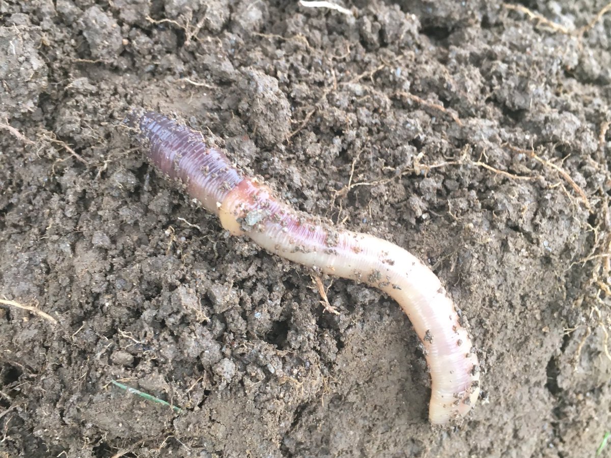 SoilIreland's tweet photo. Time of year again. Let’s all think of the soil. Feed your soil and it will feed you. #bacteriosol #bacteriolit #sobac https://t.co/hm1T0OrRrq
