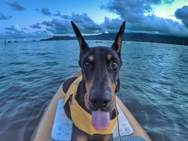 VickiYu's tweet photo. Have a great day everyone❣️ Happy TOT👅
🌺
🐾
🌴
🌊 #IchiTheDoberman #doberman #dobermanpinscher (#husbandsofinstagram in far left) #thoseearstho #dogbrows #dobermansofinstagram #dobermann #instadobes #dobielove #alldoberman #dobermanpride #doberman_p… https://t.co/kkhSQlGMMr https://t.co/eqre2fJqjQ
