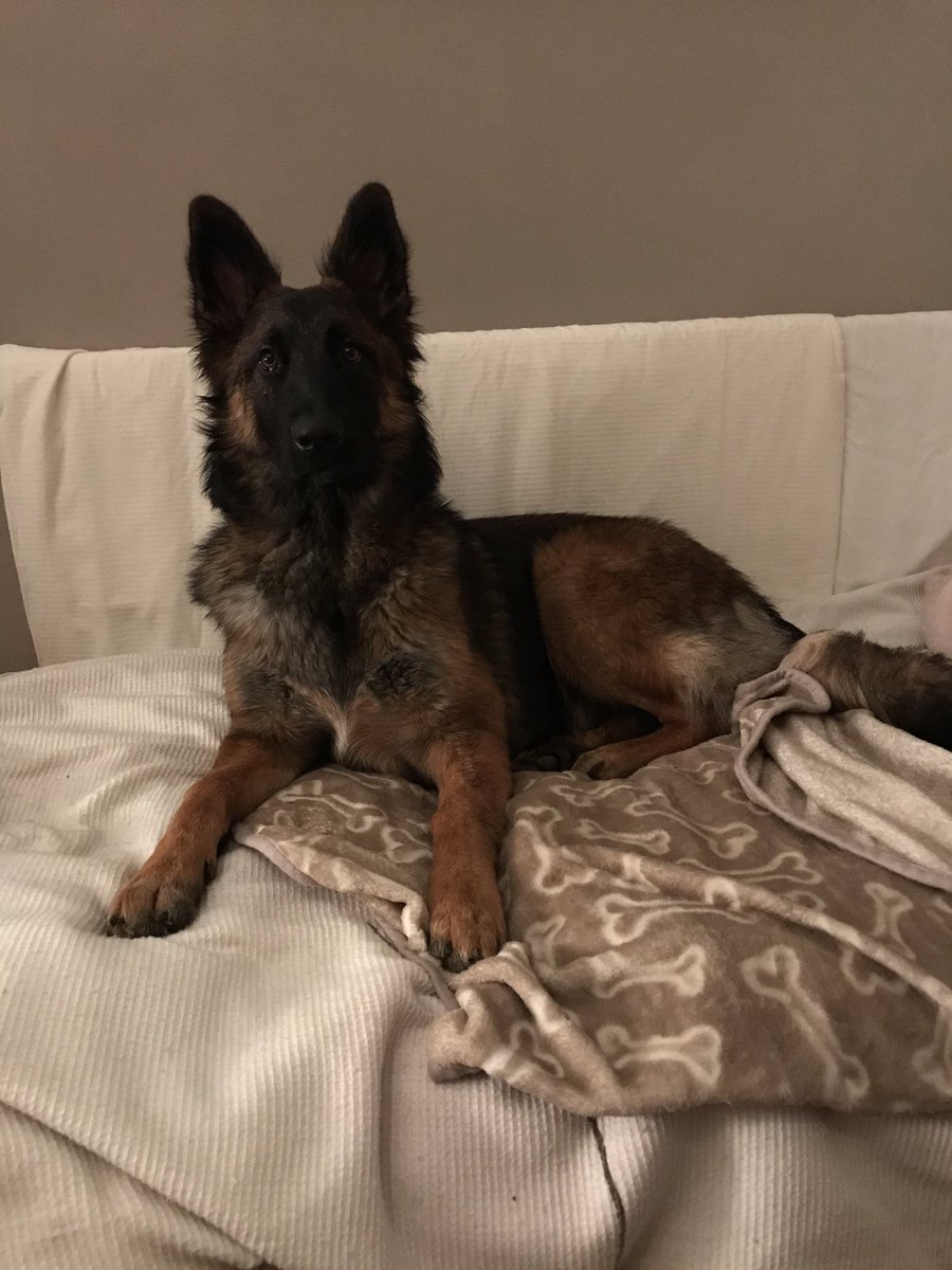 NicNic711's tweet photo. Just chillinโ on my bed #cotbed #mybed #cosybed #lovemybed https://t.co/vBGsVmp2tw