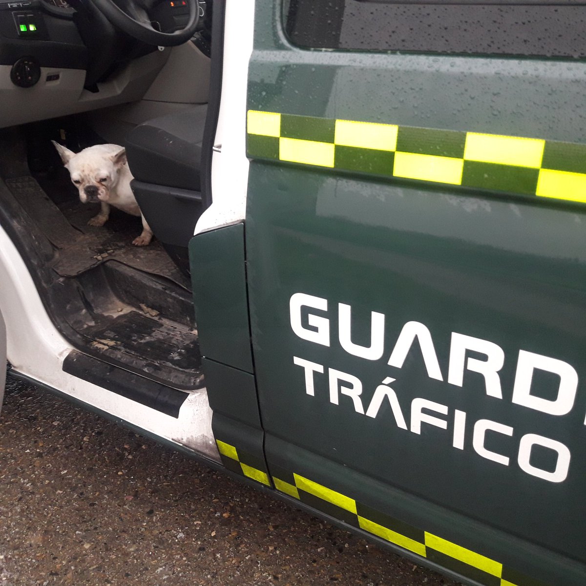 JosemaVallejo's tweet image. Hoy hemos atendido la trágica muerte de 3 personas en carretera

Nada positivo en esta noticia 😥Únicamente poder decir que, entre la tristeza, logramos salvar la vida de la perrita 🐕 que viajaba en uno de los vehículos

Operada de urgencia, ha sobrevivido

Nadie queda atrás💪