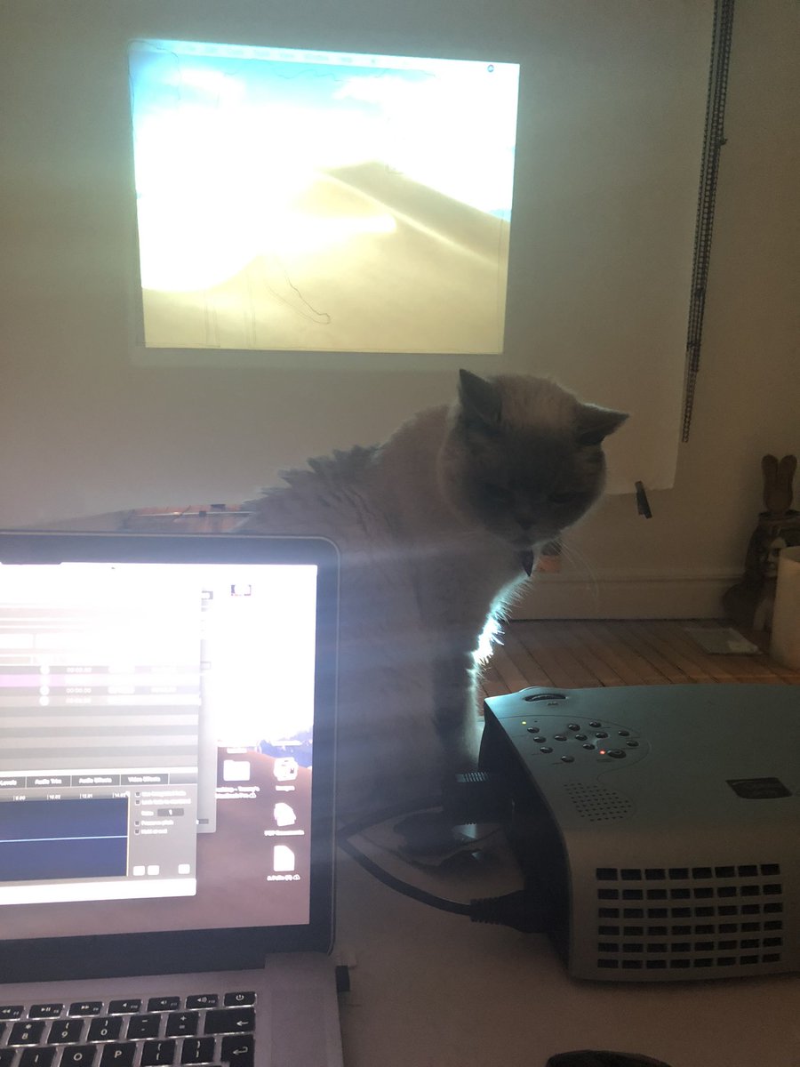 traceygibbsuk's tweet image. Your sort of helping #cleopatracat that will be one Mac eye #videodesigner done for the day 👀