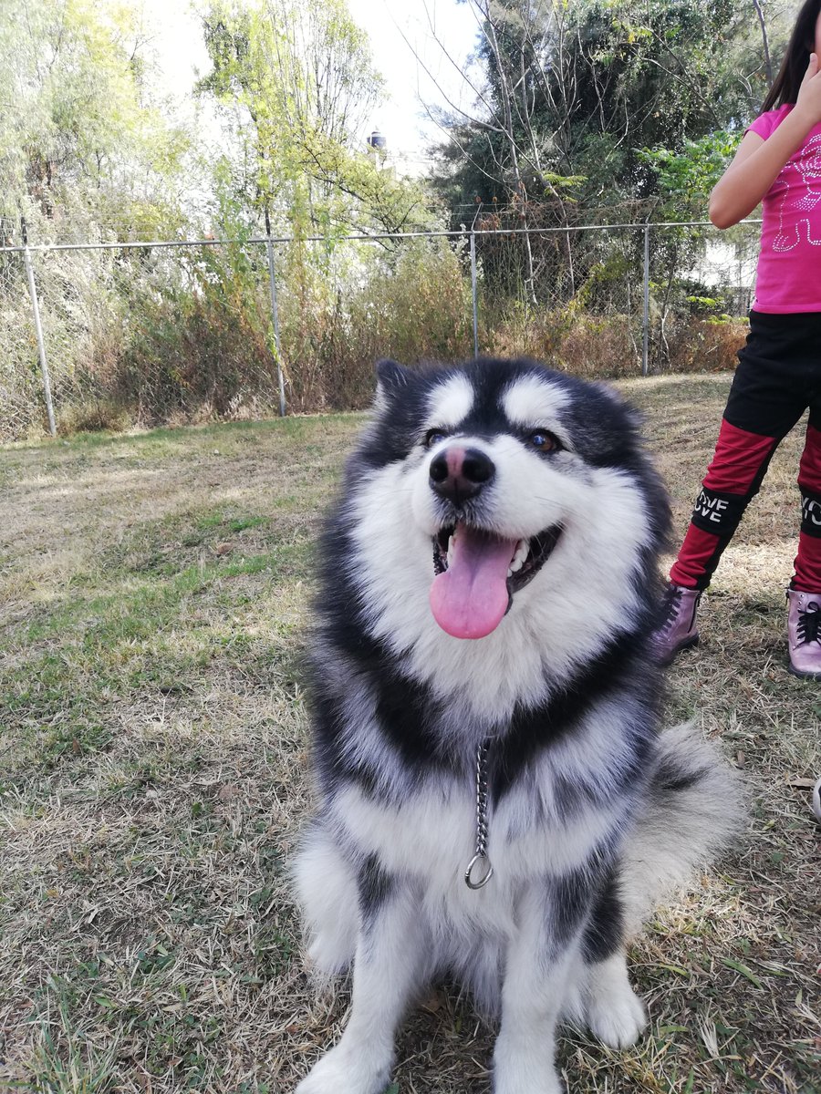 michelleluna2's tweet photo. Mi hobby favorito es tomarle fotos a mi perrita ❤️ https://t.co/eEczka3GEx