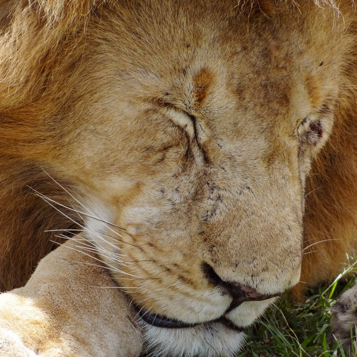 Offbeat Mara Camp tweet media