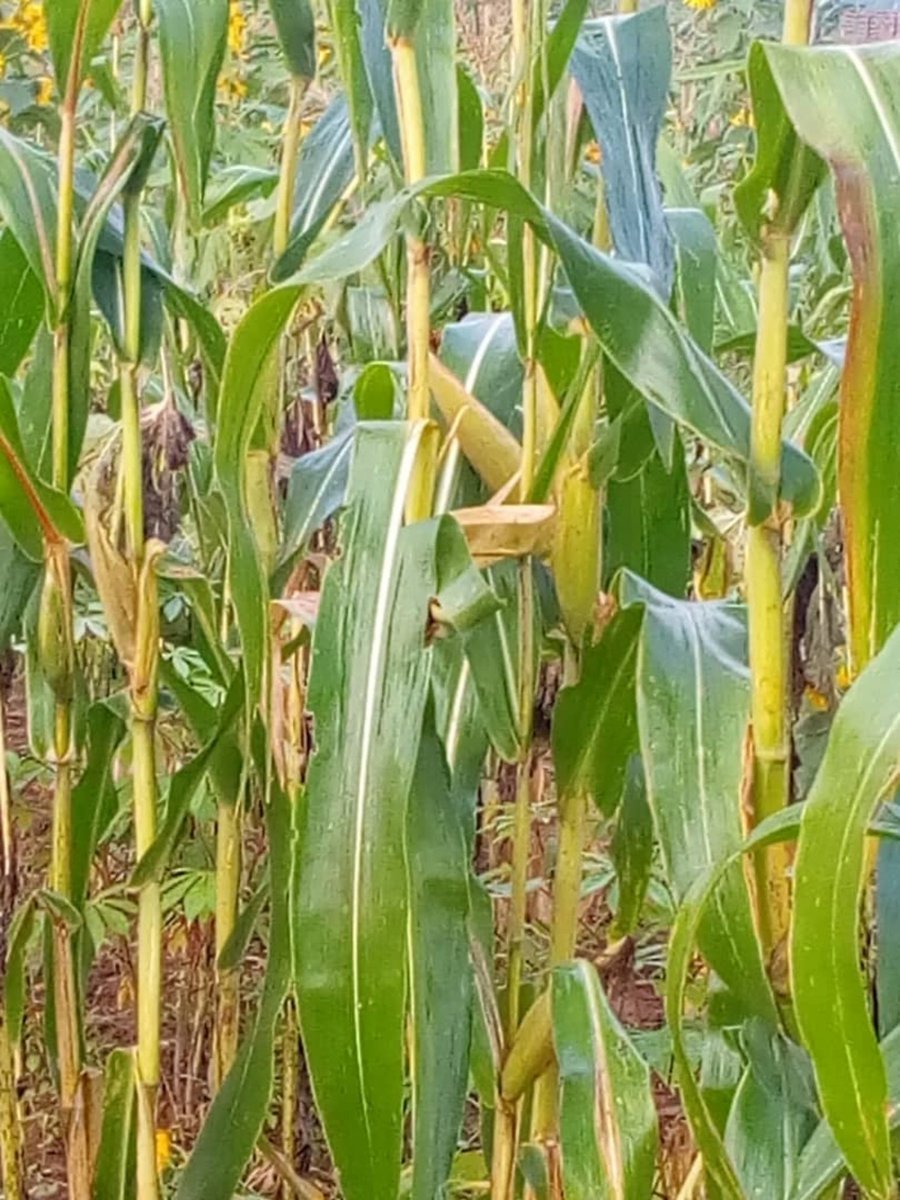 ndongoziB's tweet photo. #Burundi #Kirundo Hier,les champs de maïs et d'arachides de Barutwanayo Gilbert, secrétaire provincial du @BurundiCnl (Jeunesse),ainsi que ceux de son père, situés sur la colline #Mwenya ont été Vandalisés par des individus non identifiées.
@GbikpiRuth @NduwimanaJR https://t.co/GnWtP6FPPb