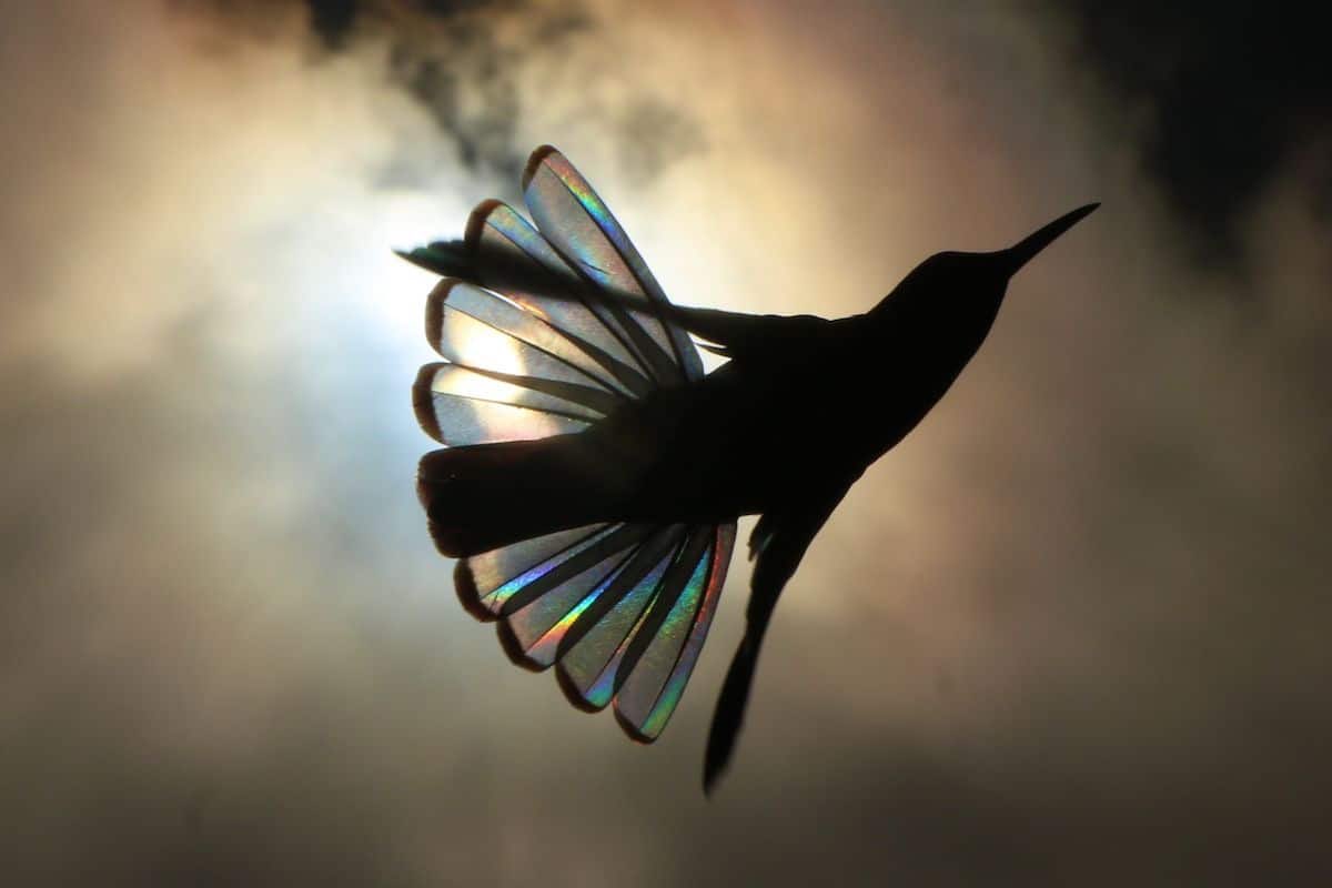 El fotógrafo australiano Christian Spencer ha vivido 19 años en el Parque Nacional Itatiaia de Brasil. Durante este tiempo,
ha seguido colibríes para conseguir imágenes increíbles en las que la luz se difunde comoen arco iris a través del plumaje de estas pequeñas aves en vuelo.