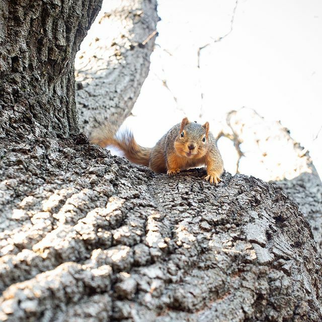 helladamnsqrrls's tweet photo. Rutabaga Stew wants to remind everyone that today is the official Squirrel Appreciation Day! (It will be a hard life lesson for him to learn that tomorrow is not). Feed your local furballs and fill those bird feeders!
.
.
.
.
.
.
.
.
#squirrel #squirrels… https://t.co/v6uCravJel https://t.co/dCqodeoz7x