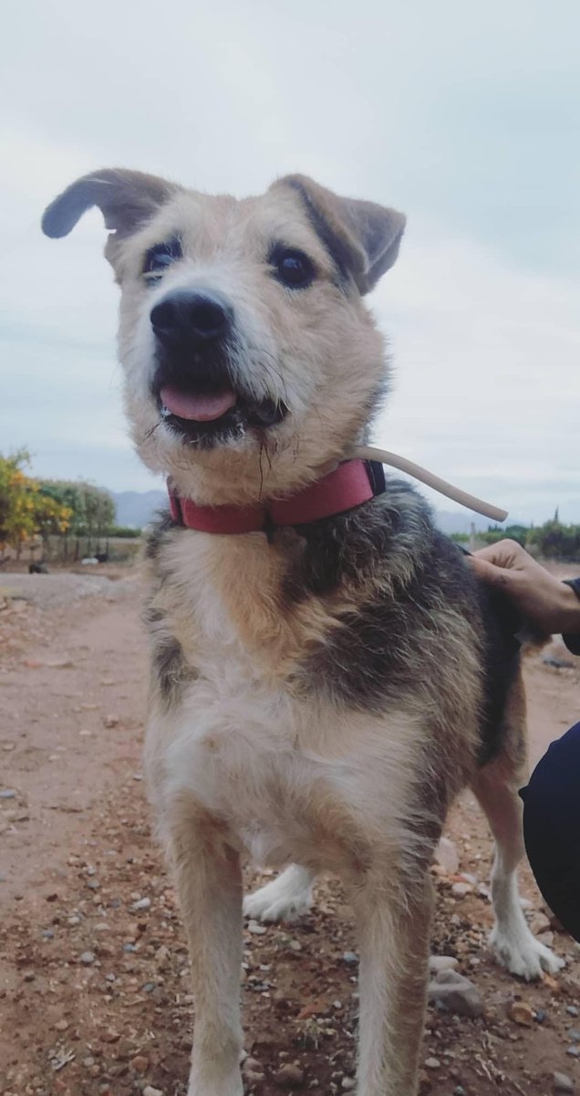 RONI❤️
#GossosSenseSostreMoncofa #Adopta #Moncofa #AdoptaNoCompres #Roni #UnHogarParaRoniHC #6Dedos