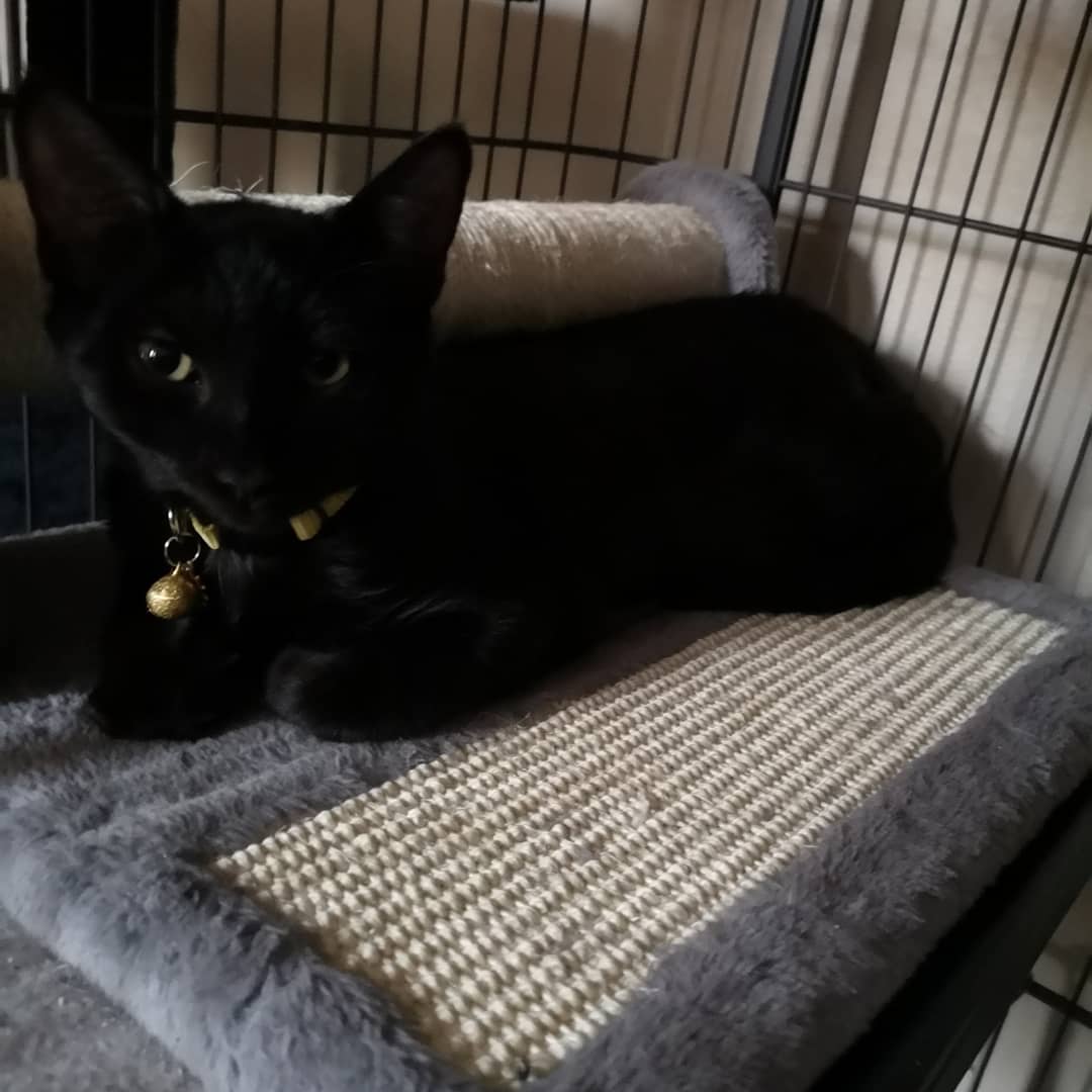cocoalatl's tweet photo. My new furbaby ❣️ Remember: Adopt; don't shop~ https://t.co/JOsrV4lVIw