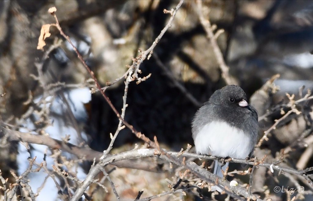 A slate-colored dark-eyed junco perched on a tiny branch in a very sunny spot.
