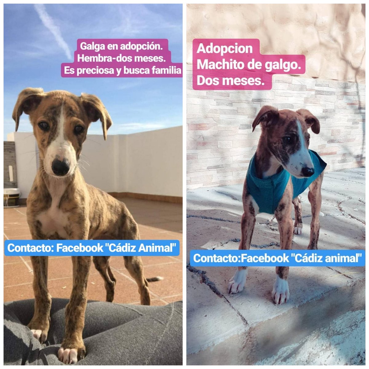 Amigos carnavaleros y no carnavaleros, me ayudais PORFAVOR a que estas preciosidades encuetren una familia? Que sois muy bonitos hombre...