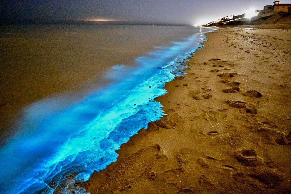 TMXDigital's tweet photo. En #PuertoPeñasco, anoche se presentó un fenómeno biológico natural, no contaminante ni tóxico, que es periódico y más cuando hay variaciones bruscas de clima. Es una bioluminiscencia de plancton por una proteína que se  llama luciferasa, que reacciona con los químicos del mar. https://t.co/Sc21uGmpU6