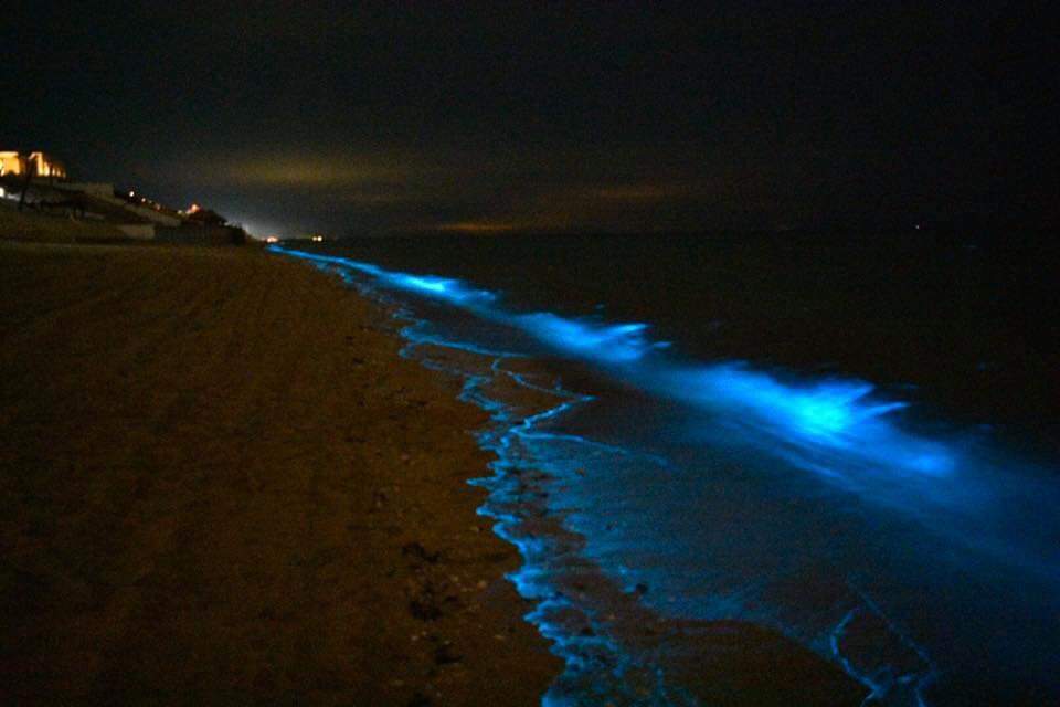 TMXDigital's tweet photo. En #PuertoPeñasco, anoche se presentó un fenómeno biológico natural, no contaminante ni tóxico, que es periódico y más cuando hay variaciones bruscas de clima. Es una bioluminiscencia de plancton por una proteína que se  llama luciferasa, que reacciona con los químicos del mar. https://t.co/Sc21uGmpU6