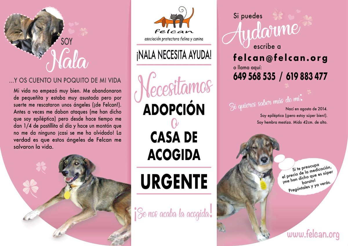 ¡Nala necesita acogida urgente! La chica que se encarga de ella no puede hacerlo más y no queremos que tenga que volver a un refugio, especialmente dado su caso de epilepsia. Es un amor de perra, tranquila y cariñosa, en Valencia. Difundid, por favor 🙏