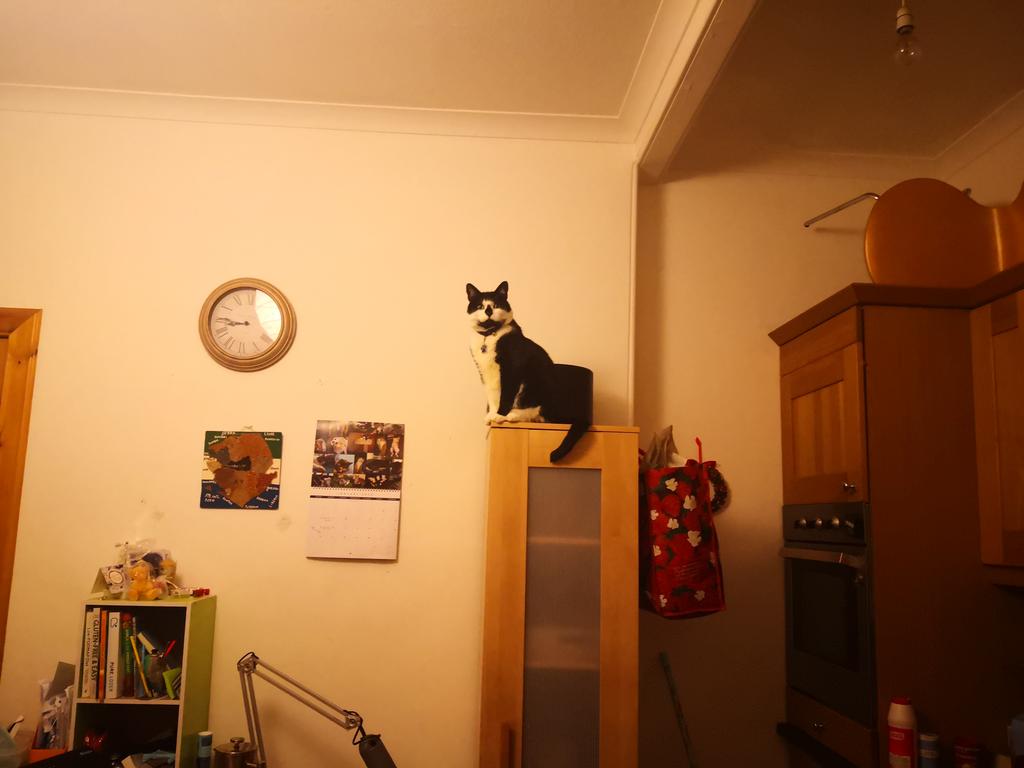 KingBabaBoo's tweet image. Baba: where were youz hooman??
Hoom: I had a shower Baba
Baba: youz need to tell ma! Iz looked eberywhere for youz!
Hoom: Baba I can&apos;t fit on your kitchen mountain 🤣
Baba: whateva hooman!
#everydayproblems #CatsOfTwitter