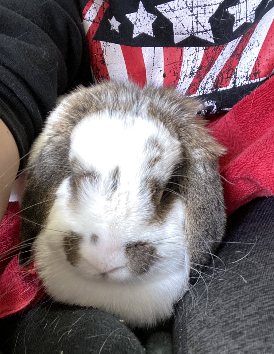 Stevie_K25's tweet photo. Charlie got groomed today and she was not having it 😂 #MissCharlie #grumpybun https://t.co/EKaXO1RIPn