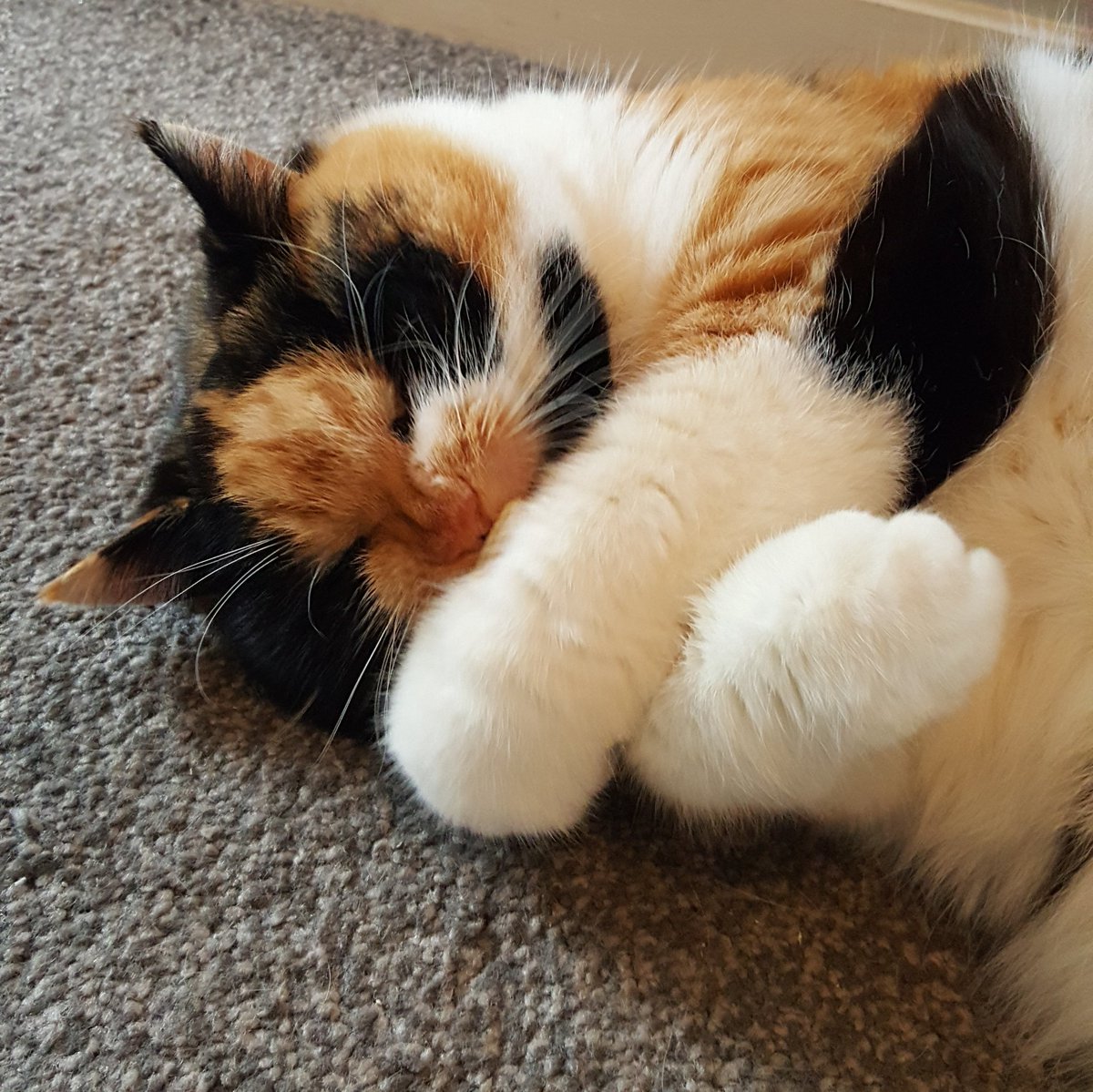 Calico cat cuddling something close to her face
