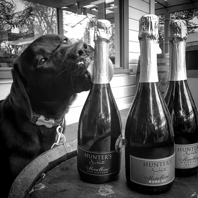 How's your New Years resolution coming?  It's not too late to amend your goal to something more achievable... and definately more enjoyable! Drink less but drink better is the motto here at Méthode Marlborough.⁠
⁠
Lola appears to have chosen Miru Mir… ift.tt/30HDsZJ