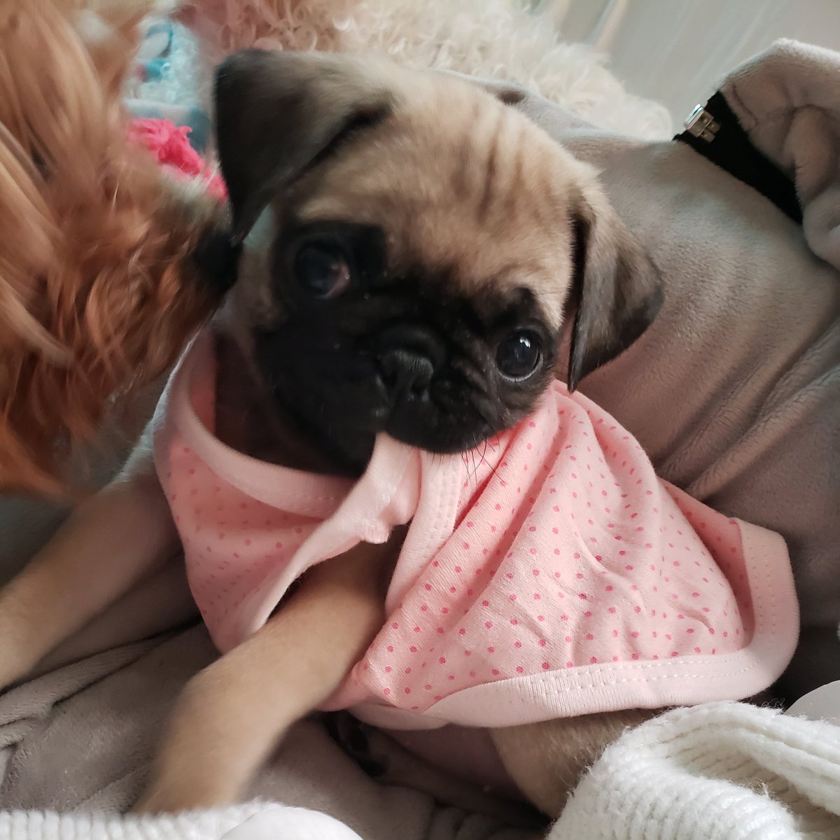 MyPugMeiMei tweet media