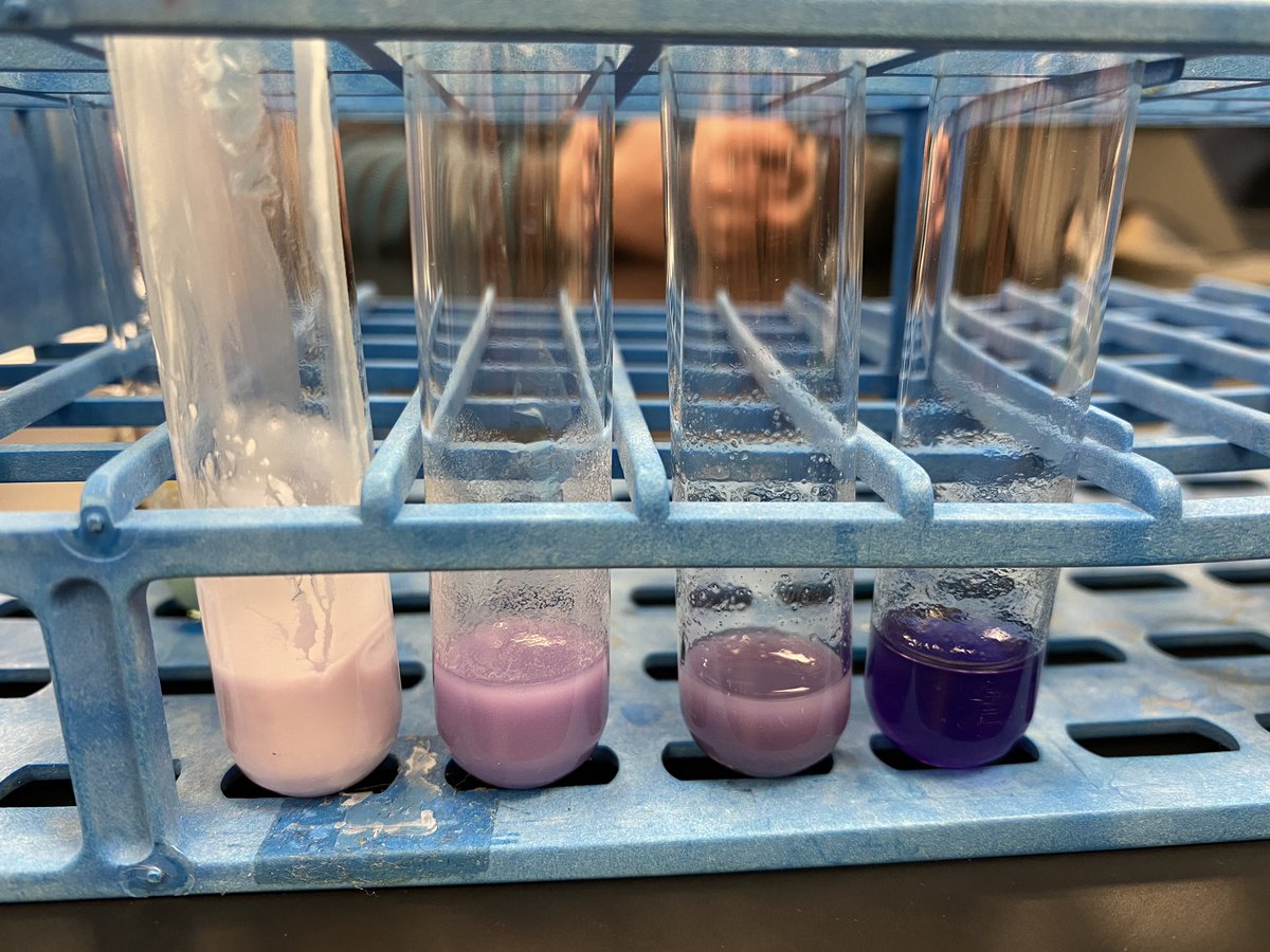 mariah_watsonnn's tweet photo. Pretty purple results from our Biuret test this afternoon! @UNKBiol106AC #106Week2ACS20 https://t.co/HkfVRq2GM6