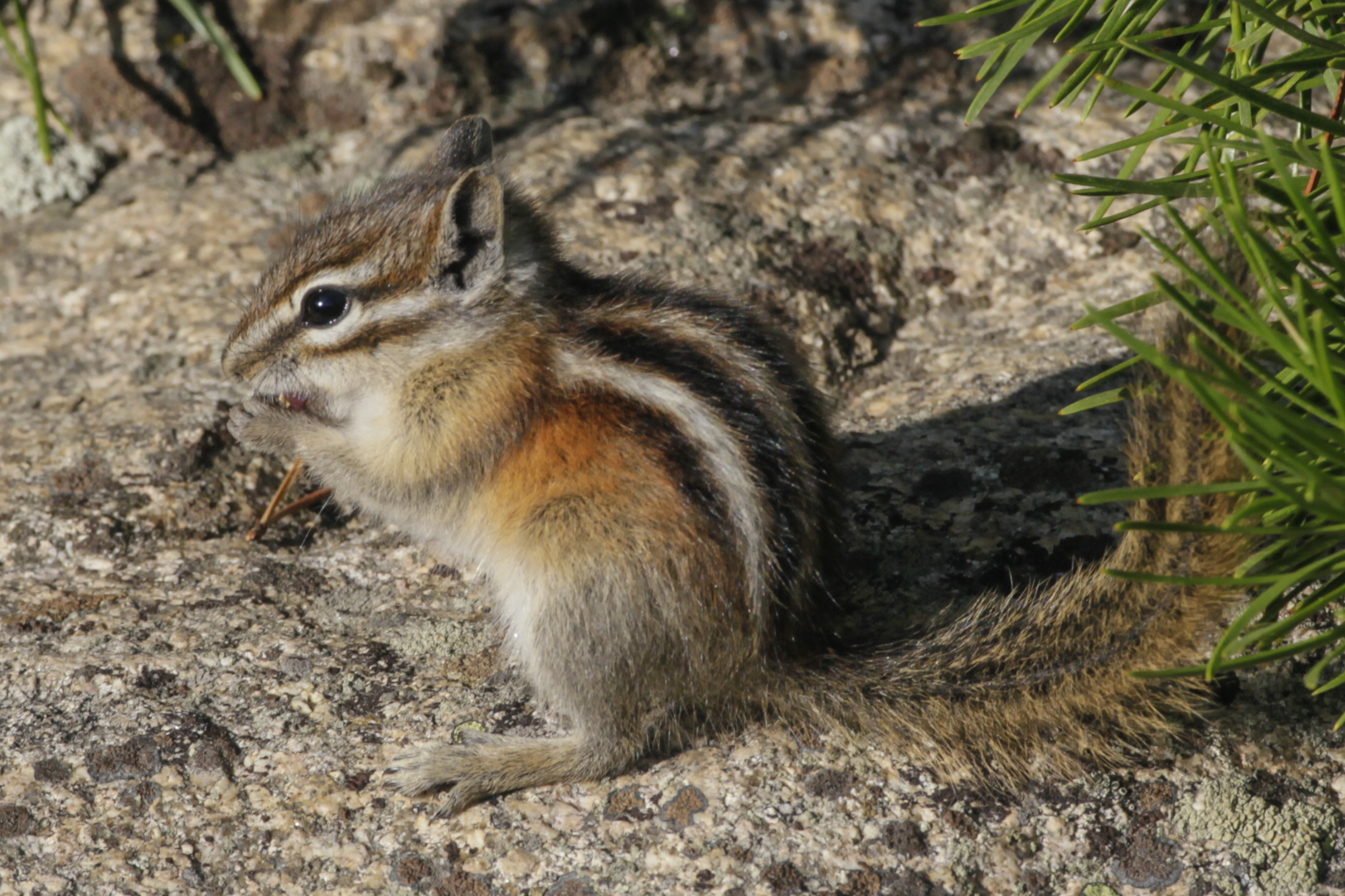Golden Mantled Ground Squirrel Vs Chipmunk