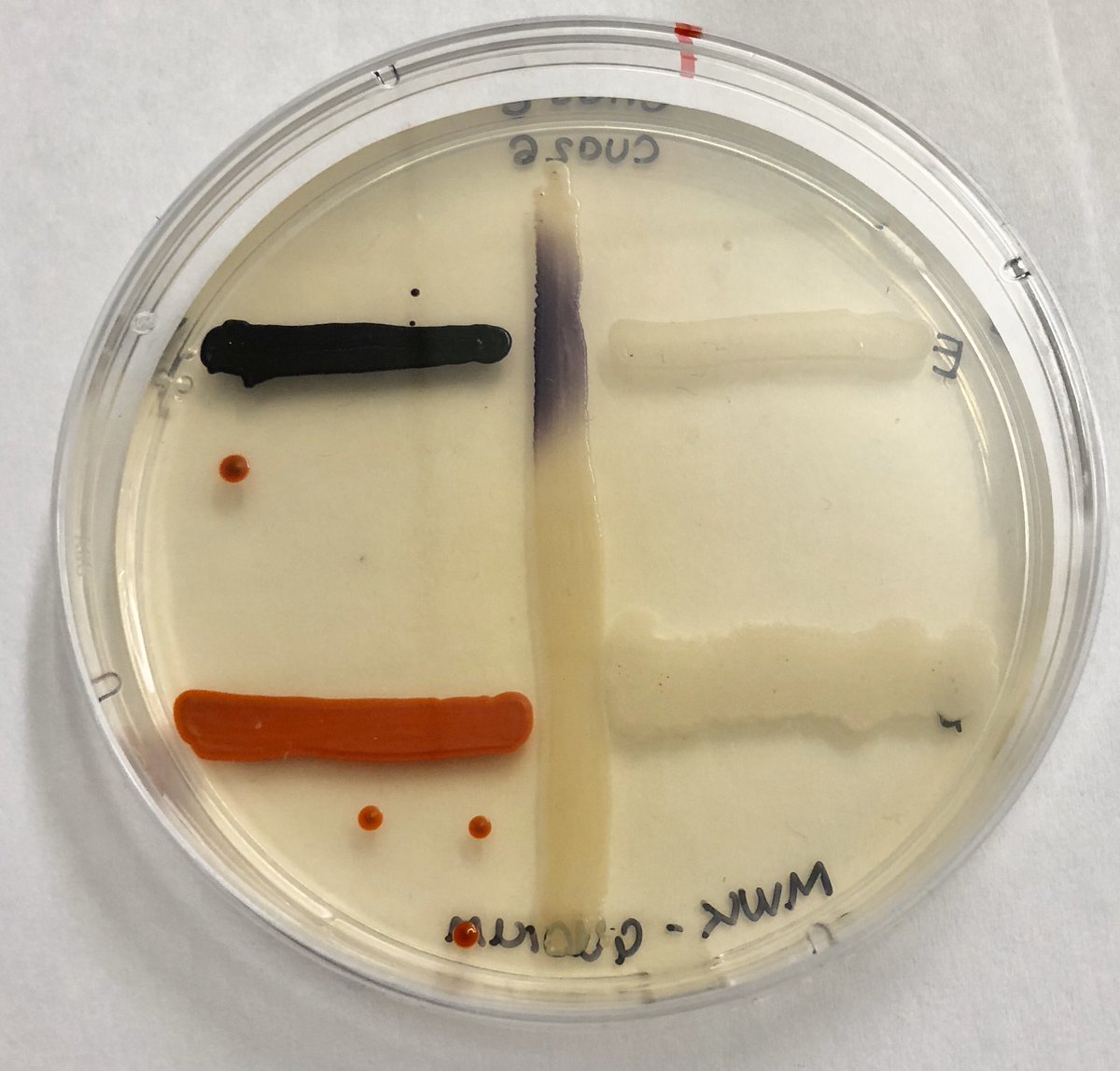 markowenmartin's tweet photo. Dear #MicroTweeple: attached is one of my fave-rave #MicrobialDemonstrations of quorum sensing. The problem I have is that CV026 only responds to the quite purple wild type Chromobacterium. How I wish I had an organism that was NOT purple that made the correct HSL! (1/2) https://t.co/p3js6OnG03