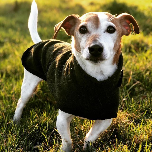 JayneCollabs's tweet photo. My handsome boy in his #thermatex https://t.co/OkVGDWIFEp https://t.co/oP80lwvmU6