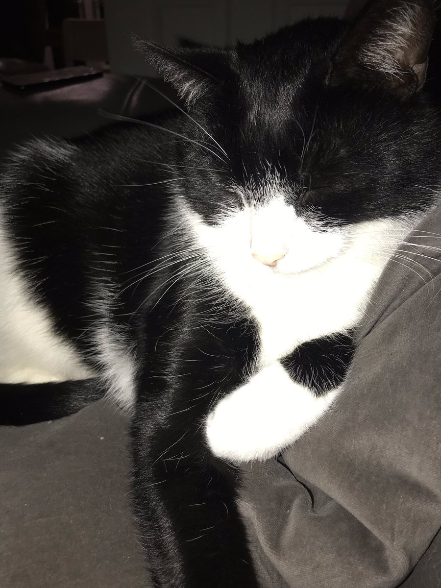 henrybobfrost's tweet photo. The box has gone so it’s back to kipping on the cushion 😹❤️😹 https://t.co/F7tY8KhvOK