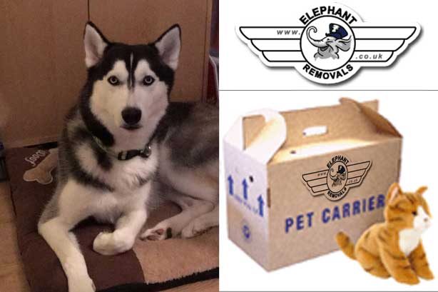 Elephantremoval's tweet image. Moving is more stressful especially with your dog. Their life is based around routines and familiarity, and dogs also feed very much off your emotions! For Jaw-Dropping #MovingWithDogs Tips:

🐘🚛 elephantremovals.co.uk/moving-blogs/m…
💬 Chat Online

#PetMoving #PetMovers