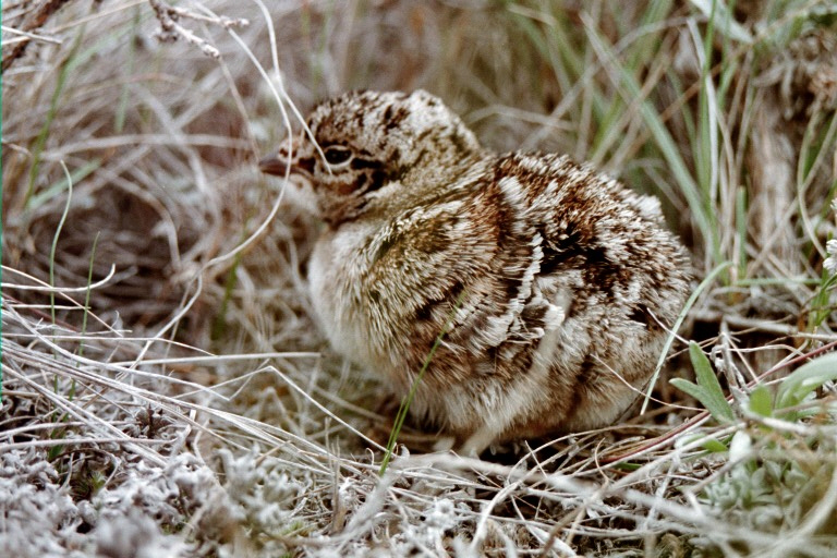 Hot off the Press is our recently published book chapter on The Transformative Impact of Genomics on Sage-Grouse Conservation and Management.  Here we summarize the latest approaches and findings about sage-grouse genetics and genomics link.springer.com/chapter/10.100…