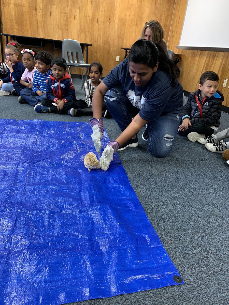 What a great way to start the week.  Truffles the hedgehog made a stop in kindergarten and we loved learning all about him.  He couldn’t be any cuter!!!  <a href="/tiffkinder/">Tiffany Peil</a> <a href="/WarnerCFISD/">Warner Elementary</a>