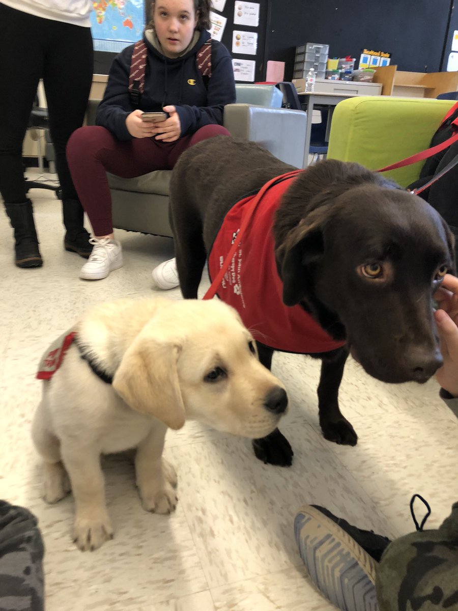 nelsonhdsb's tweet photo. @nelsonhdsb @DaignaultMr @HaltonDSB the Red Cross therapy dogs were back again at Nelson! They were amazing. Last chance to
de-stress tomorrow with the pups in room 101 @redcrosscanada #nelson #barkbreak https://t.co/wEsjsyUQkX