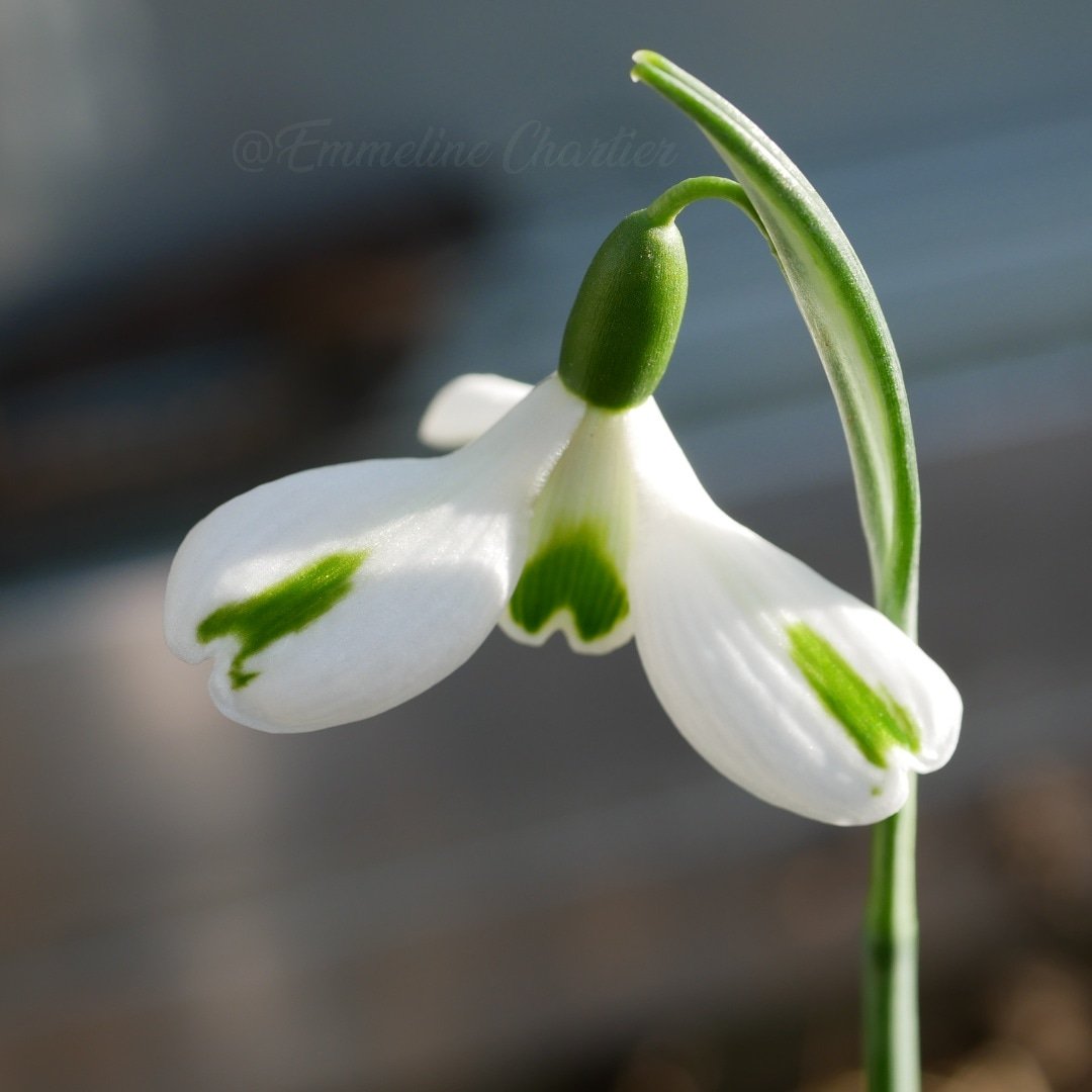 ChartierEmeline's tweet photo. Galanthus 'Trumps'
#amaryllidaceae #galanthus #snowdrops #galanthustrumps https://t.co/pVymDMbw2i