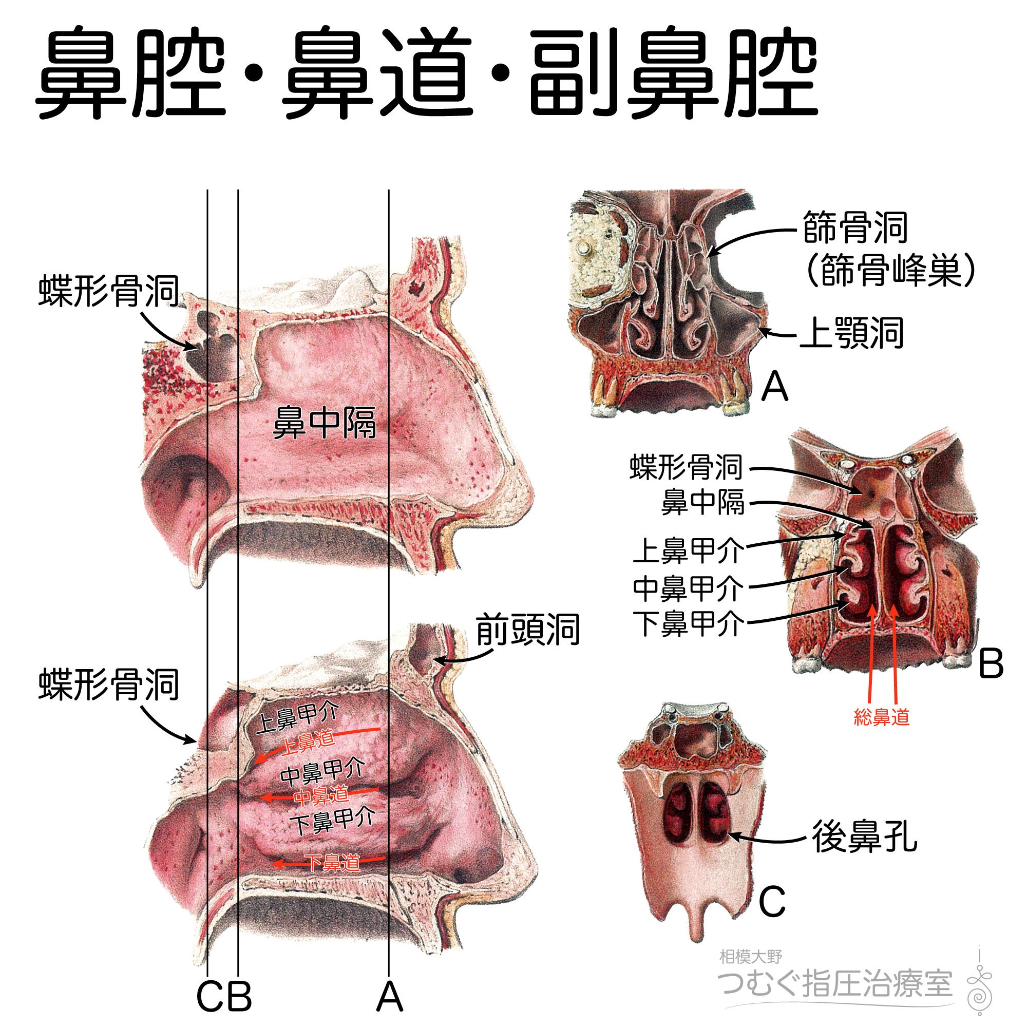 かずひろ先生 なるほど解剖学 V Twitter 鼻腔 鼻道 副鼻腔 鼻腔の内側壁 鼻中隔 鼻腔の外側壁 上鼻甲介 中鼻甲介 下鼻甲介 各鼻甲介の下 各鼻道 副鼻腔 前頭洞 蝶形骨洞 篩骨洞 上顎洞 最大の副鼻腔 上顎洞 蝶形骨洞は鼻腔の後上方 後篩骨洞は上