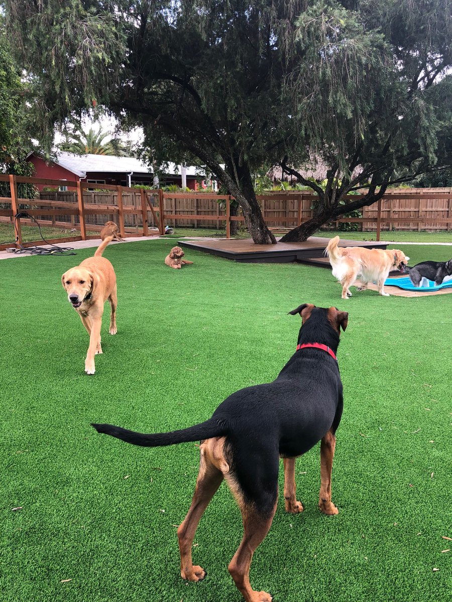 ArtificialTurf_'s tweet photo. Pets love our #turf! When installed properly, pets can play and go outside as if they were on real grass! Neat!
#petsonturf #artificialturfsupply #artificialturf #artificialturfsupplyusa #dogsonturf #forevergreen #nomainenence #nowater https://t.co/dJHcM684Ob