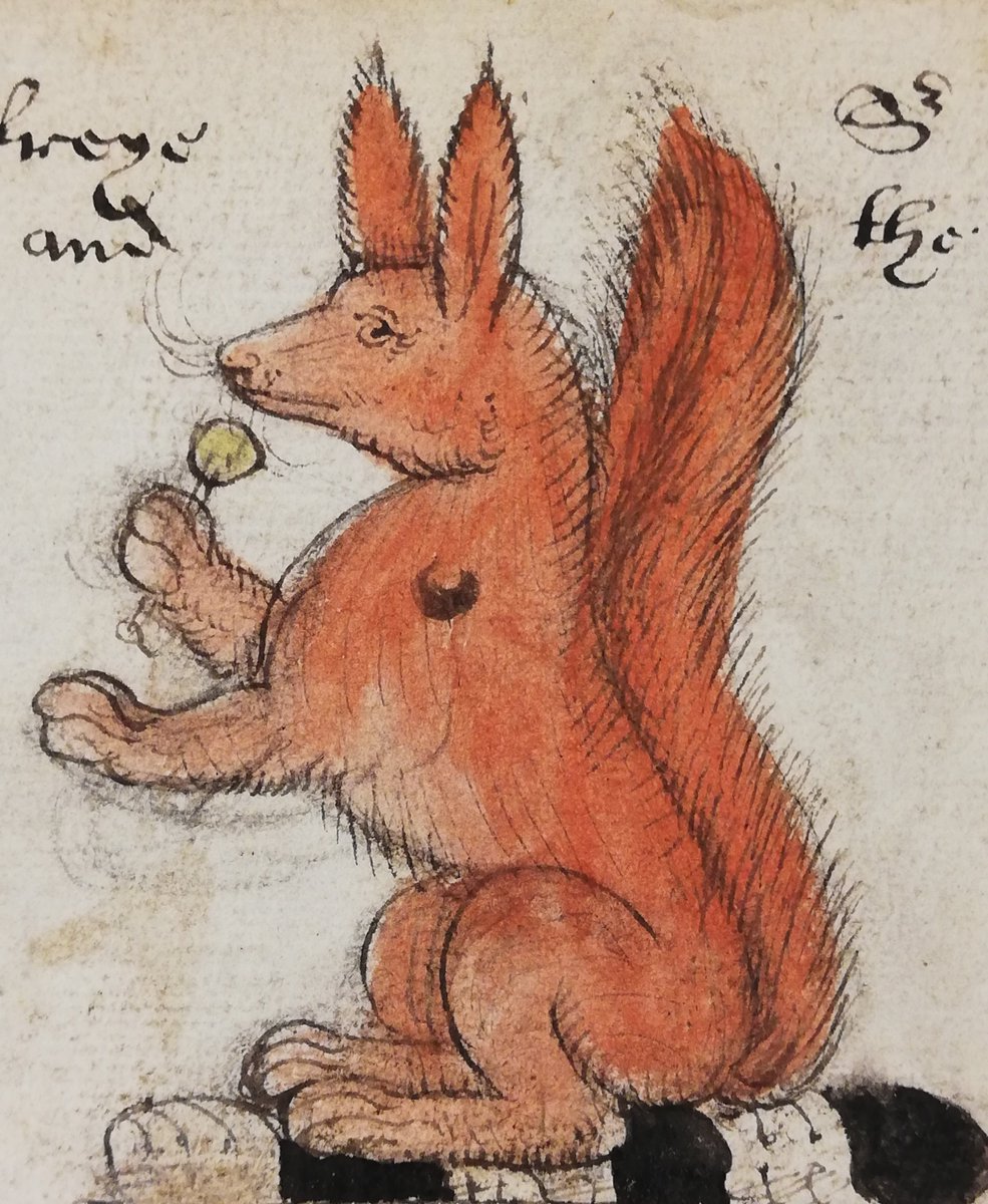A squirrel holding an acorn or a flower