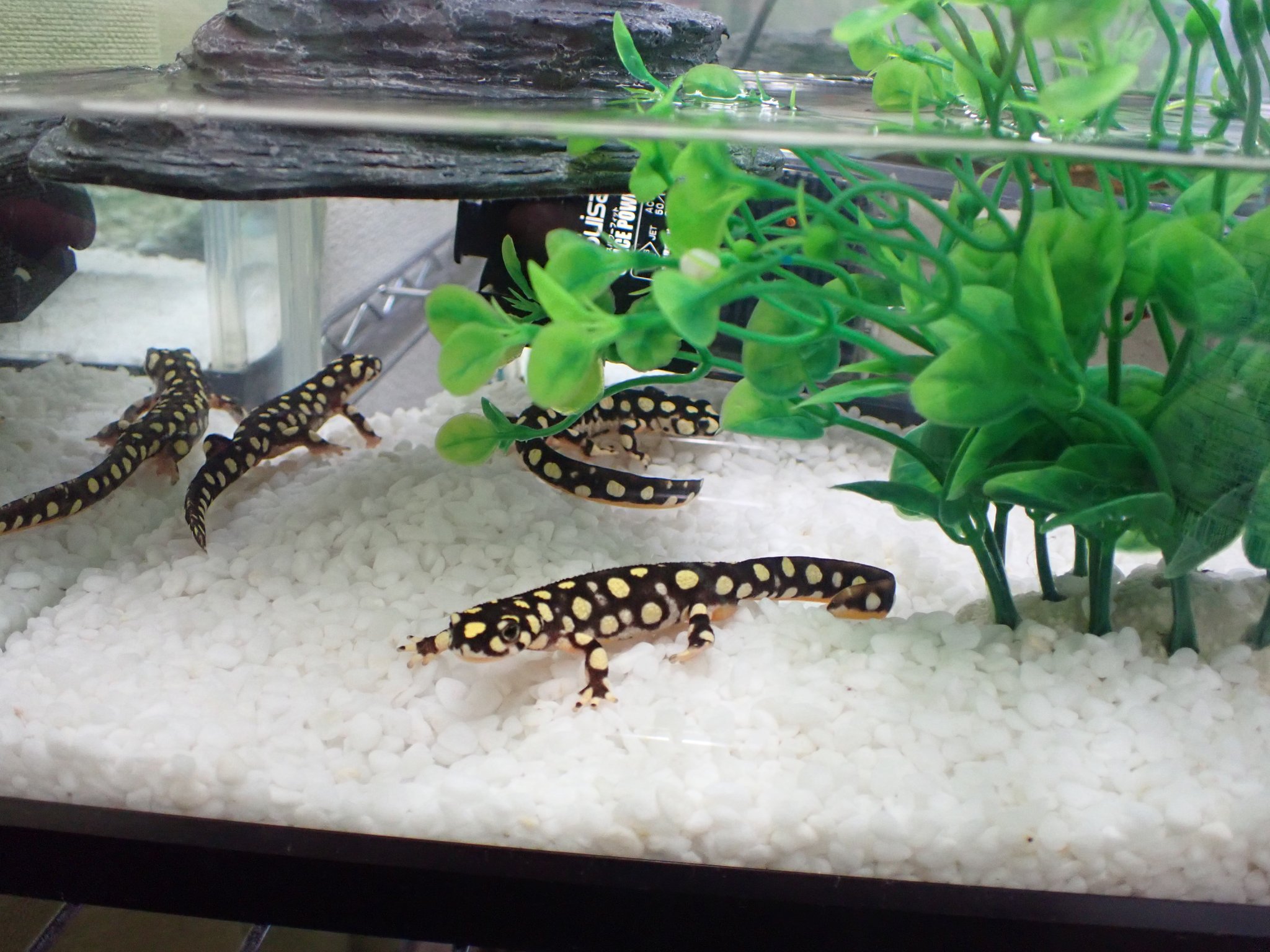ブラッカ クロカタスツエイモリを陸飼いから水飼いに移行しました 繁殖目的ではなく ピンセットからの餌やりが面倒で ばらまきですませたかったという面倒くさがりな理由 水に入れたらオスはもっこりしだしました T Co Iibnil0oqu Twitter