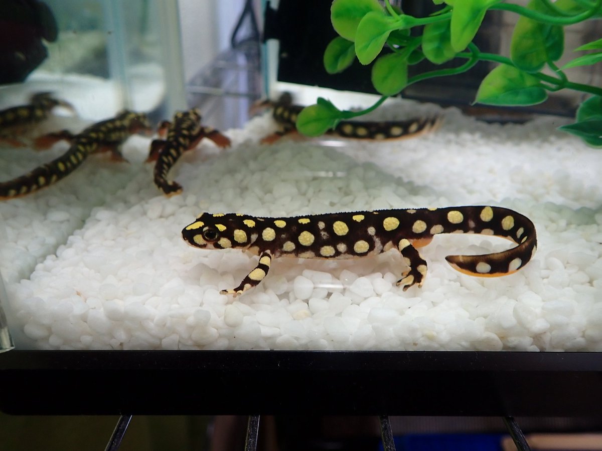 ブラッカ クロカタスツエイモリを陸飼いから水飼いに移行しました 繁殖目的ではなく ピンセットからの餌やりが面倒で ばらまきですませたかったという面倒くさがりな理由 水に入れたらオスはもっこりしだしました ブラッカ クロカタスツエイモリを陸飼いから水飼いに移行しました 繁殖目的ではなく ピンセットからの餌やりが面倒で ばらまきですませたかったという面倒くさがりな理由 水に入れたらオスはもっこりしだしました