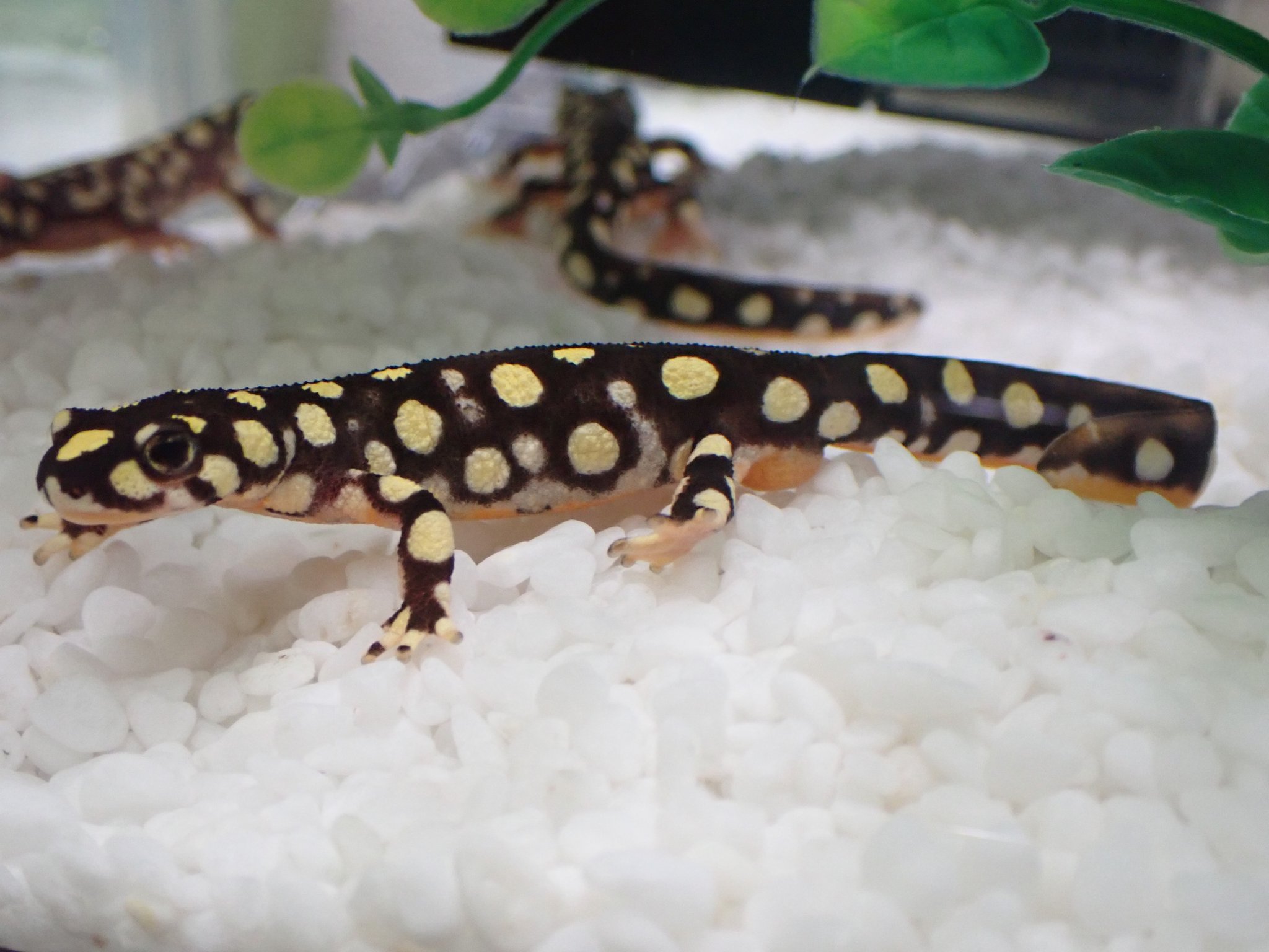 ブラッカ クロカタスツエイモリを陸飼いから水飼いに移行しました 繁殖目的ではなく ピンセットからの餌やりが面倒で ばらまきですませたかったという面倒くさがりな理由 水に入れたらオスはもっこりしだしました T Co Iibnil0oqu Twitter