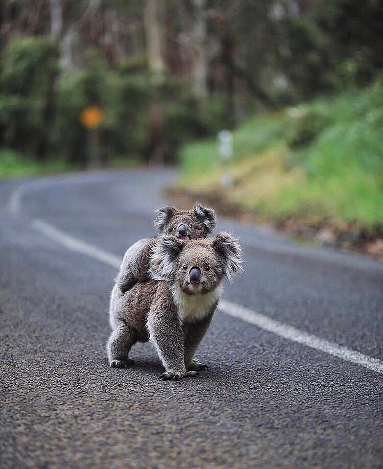 _EarthJuice_'s tweet photo. How cute are these baby koalas 🐨❤️ I’ll take 3 please 🤣 credit:?? #koalas #Australia #earthjuice #garyveechallenge #plasticpollution #ClimateChange #saveourplanet #zerowaste https://t.co/8BhECMxBHJ