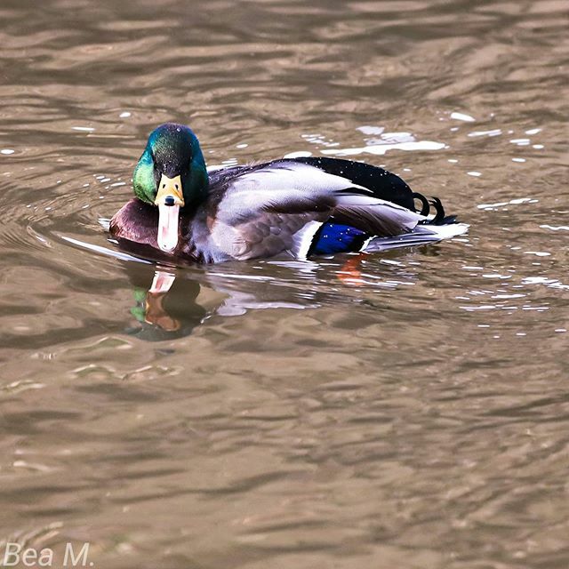 BeaMidik's tweet photo. #Ente #Fluss #nahe #water #enten #ducks #vögel #stockente #gewässer  #europa #wildduck https://t.co/5pU9BMvNNS https://t.co/pNskHuXqxL
