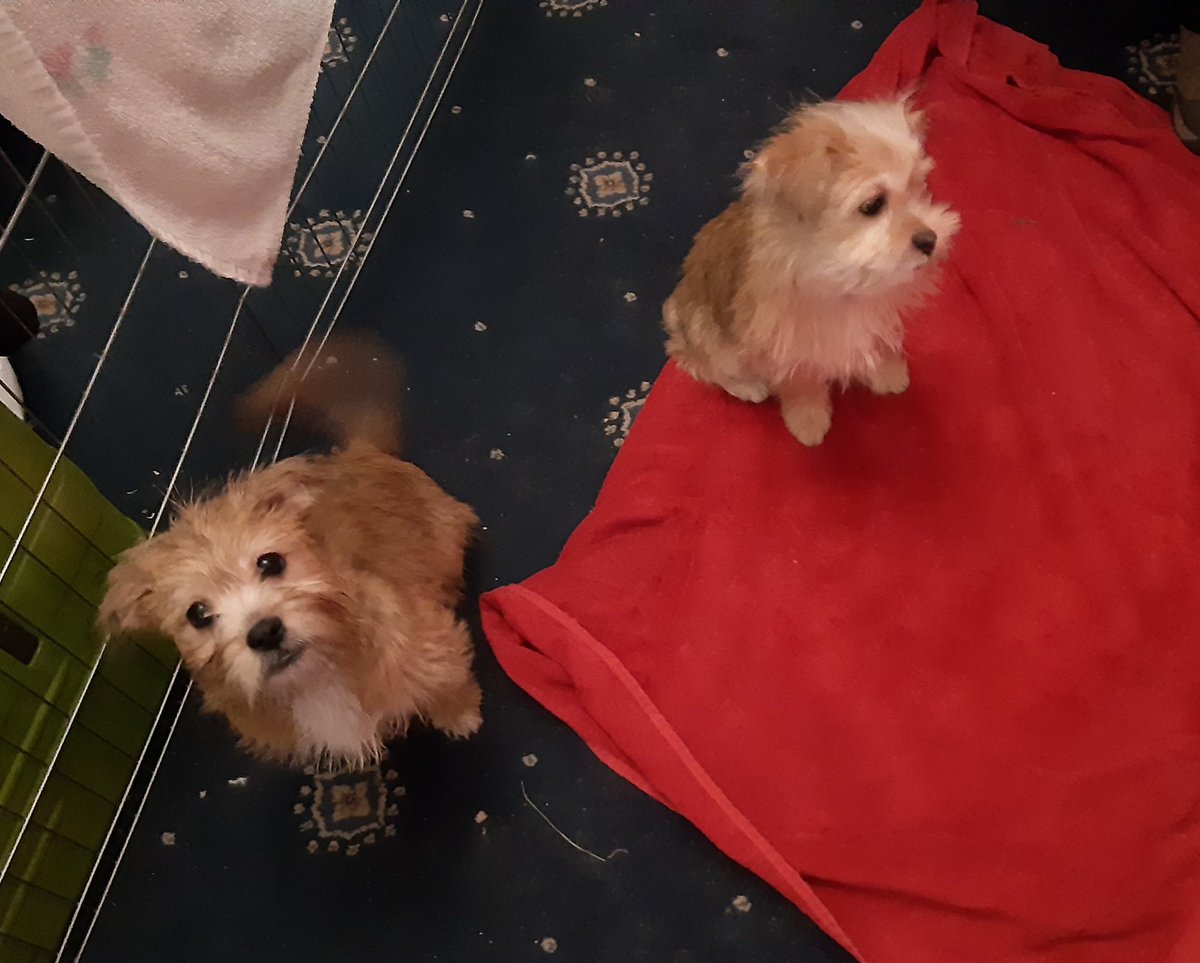 2 four-month-old, terrier mix puppies (both gold, white markings) sit on/near a red towel, on a dark blue carpet patterned with rounded diamond shapes in orange/cream/medium blue. One dog looks up enquiringly into the camera, his fluffy face and chocolate eyes alight with interest. The other pup faces nonchalantly to the left (camera right) looking majestic-in-miniature. The one looking up wags his tail all blurry.