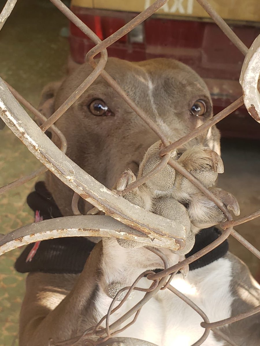 jguerreromaya's tweet photo. .@PAOTmx, @elconsejomx, @AgatanCdmx por favor les pido su apoyo para rescatar a este perrito abandonado en una casa no habitada; no cuenta con todas las condiciones de bienestar animal‼️😭🙏

Se encuentra en calle Oriente 168 #269, col. Moctezuma 2.ª Sección, #VCarranza https://t.co/RfnHZiQcjo