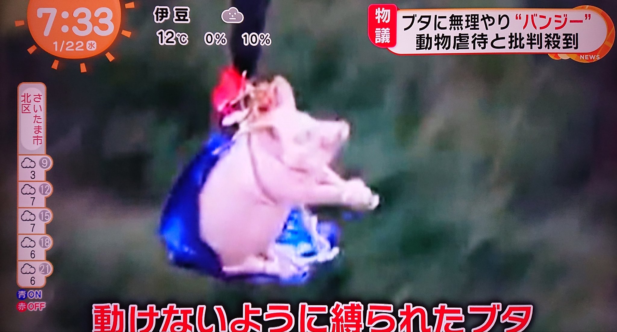 ぱぱすけ おニャン子世代 流石中国 中国 バンジージャンプ 豚 T Co Hvjcupdwzm Twitter